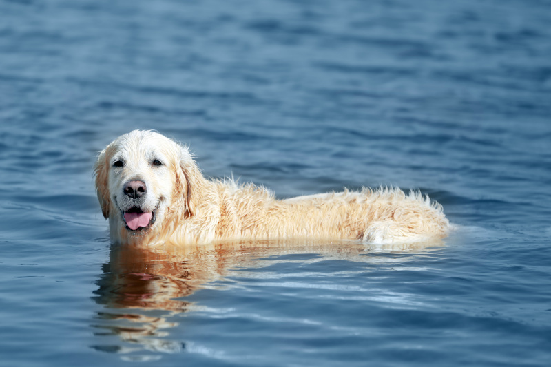 Ein Hund im Wasser